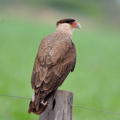 Crested Caraca